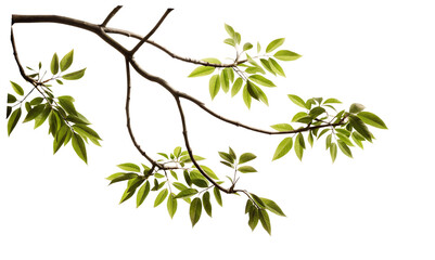 a tree branches plant leaf isolated on white background PNG , AI GENERATED