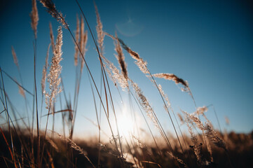 Warm sunset light through the yellow dry grass closeup view