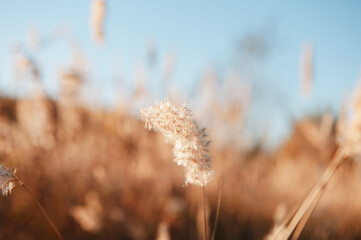 Warm sunset light through the yellow dry grass closeup view