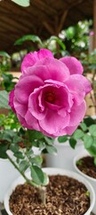 pink rose in a garden