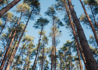 tall trees in the forest