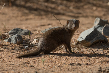 The Dwarf Mongoose (Helogale parvula) very at home in the Kruger National Park camps