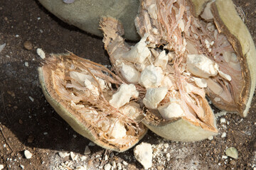 Inside dried pulp of the baobab tree used for making cream of tartar