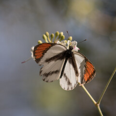 Butterfly on flower in Kruger National Park