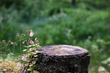 Twinflower blooming