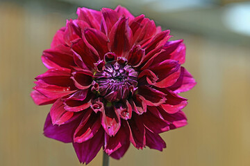 Close up of Black Forest dahlia flower