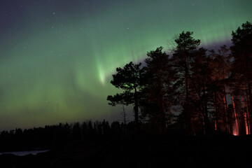 Aurora borealis behind trees