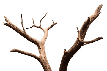 Fototapeta premium dead tree branches with cracked bark isolated on white background PNG, ai generated