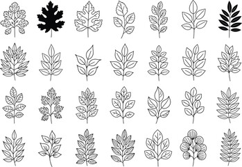 Collection of Line Art Leaves Botanical Illustrations for Design Projects