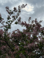 lilac in the botanical garden