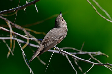 Grauschnäpper // Spotted flycatcher (Muscicapa striata)