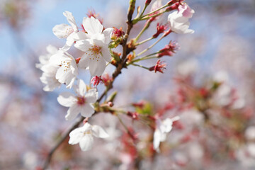 Cherry blossoms in full bloom