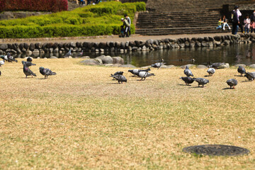 Pigeons on the shore of a calm lake