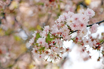 Cherry blossoms in full bloom
