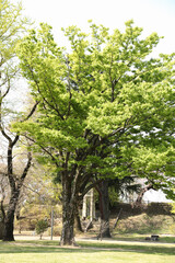 Big tree in a park