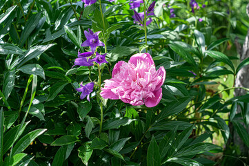 Pion. A genus of herbaceous perennials and deciduous shrubs.