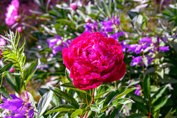 Pion. A genus of herbaceous perennials and deciduous shrubs.