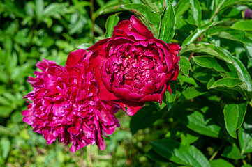 Pion. A genus of herbaceous perennials and deciduous shrubs.