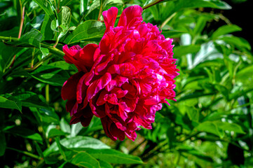 Pion. A genus of herbaceous perennials and deciduous shrubs.