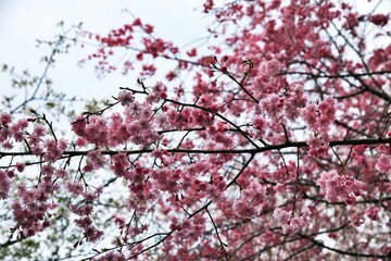 Cherry blossoms are in full bloom, Cherry blossoms close up, Japanese cherry blossoms.