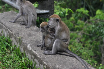 mother and baby baboon