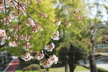 Cherry blossoms in Full Bloom