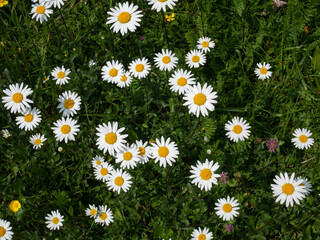 meadow full of daisy flowers top view flat lay background