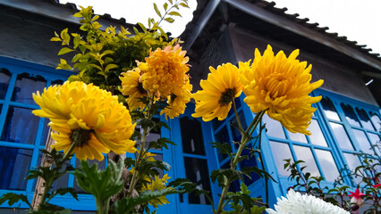 yellow roses with a blue accented country house background