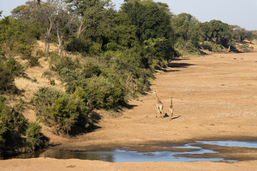 Landscape of the dry Shingwedi River bed wih giraffe moving slowly away