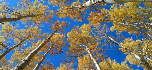 birch branches against blue sky