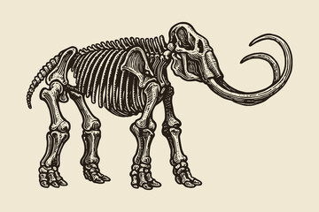 Mammoth skeleton side view engraving vector illustration