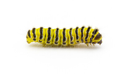 grapeleaf skeletonizer moth caterpillar - Harrisina americana - common in eastern half of United...
