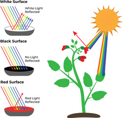 Light Reflection and Absorption by Surfaces and Plants Design Vector Illustration