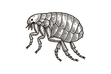 Flea engraving style illustration vector