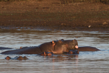Mother hippopotamus giving its youngster a lick in Sunset Dam, near Lower Sabie Rest Camp, Kruger...