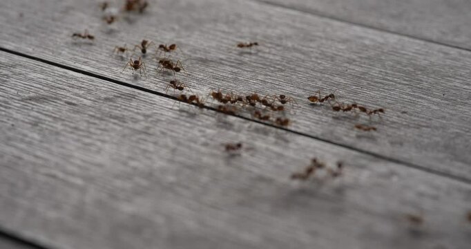 Red ants are working, red ants on the house