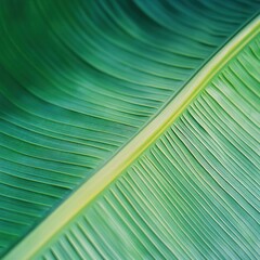 Close-up of Green Banana Leaf with Prominent Veins for Tropical Design Projects