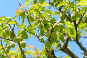初夏の青梅が枝に実る鮮やかな果実のクローズアップ