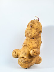 An oddly shaped potato with a humorous, anthropomorphic form, resembling a sitting creature. This...