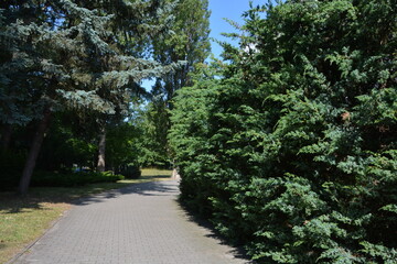 A serene paved pathway winds through a lush park, flanked by vibrant green conifers and deciduous trees under a clear sky.
