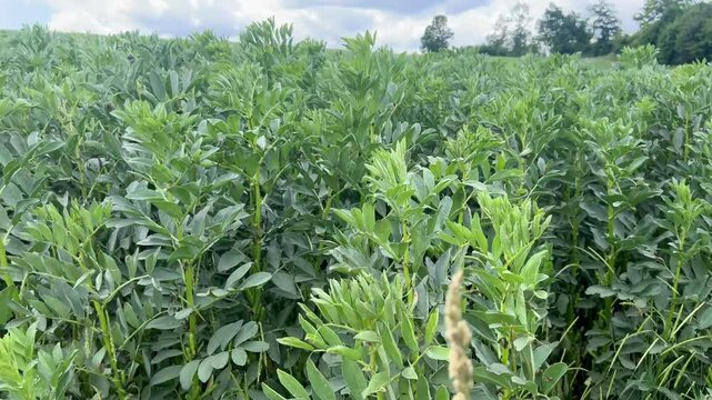 A field of broad beans or fava beans