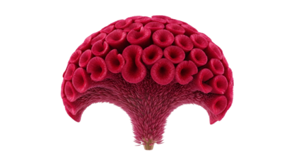 Abstract representation of a vibrant red coral structure on a white background