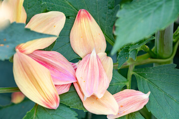 落ちたダリアの花びらと緑の葉のコントラスト