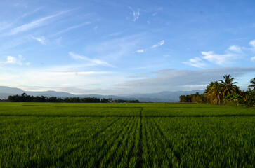 green field and blue sky