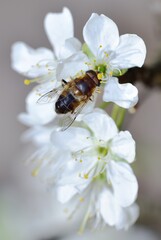 Feeding Dronefly on a white plum flower