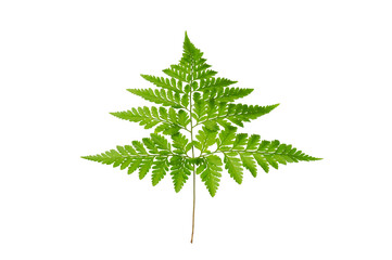 Isolated Fern Plant with Root. Transparent PNG for Botanical Design