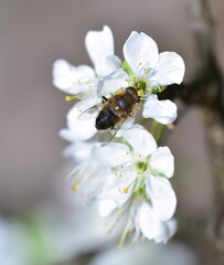 Feeding Dronefly on a white plum flower