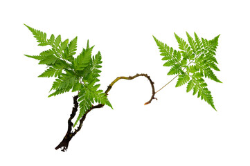 Isolated Fern Plant with Root. Transparent PNG for Botanical Design