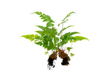 Isolated Fern Plant with Root. Transparent PNG for Botanical Design