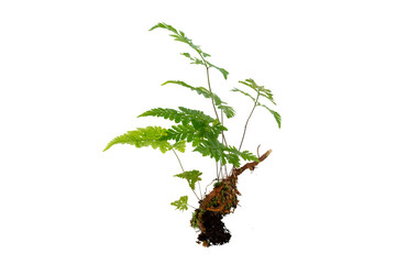 Isolated Fern Plant with Root. Transparent PNG for Botanical Design
